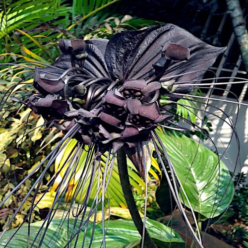 Black bat orchid flower - orchid, seeds