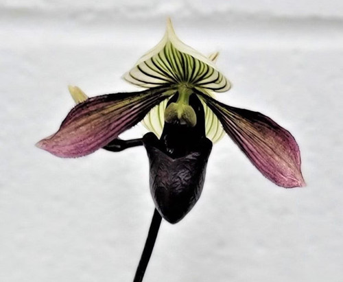 Black lady slipper orchid - black,