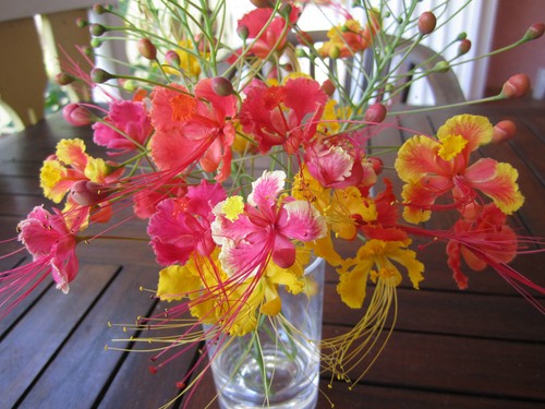 Red pink yellow - red,, flower